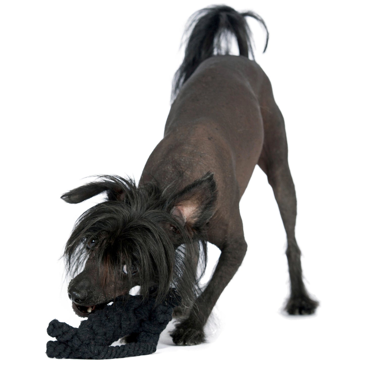 Casanova le Chat – Jouet en corde pour chien - Laboni