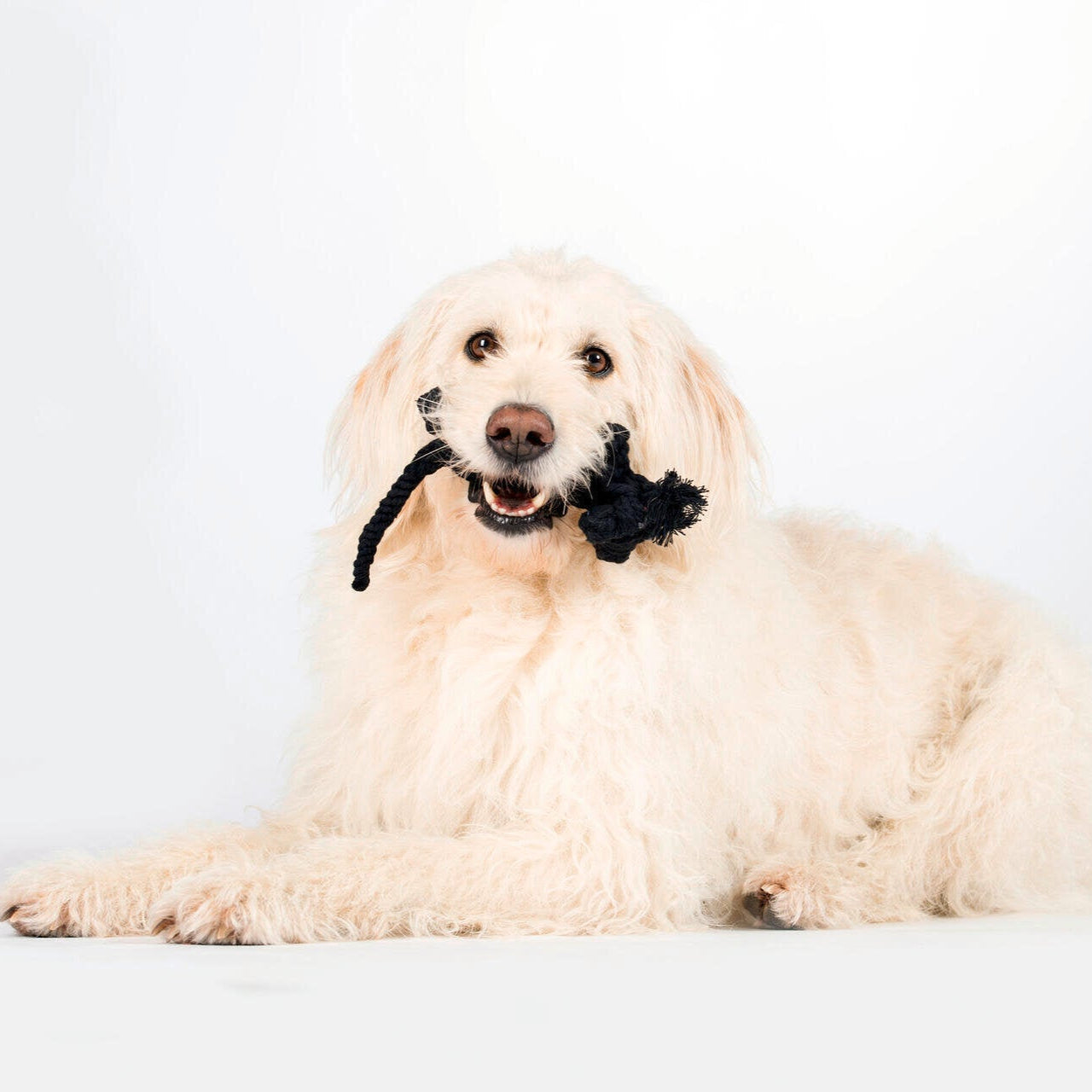 Casanova le Chat – Jouet en corde pour chien - Laboni