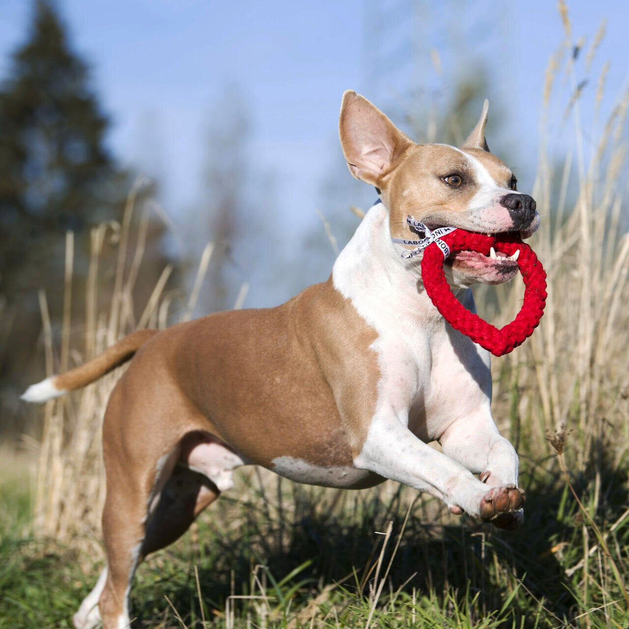 Hertha le Coeur – Jouet en corde pour chien - Laboni