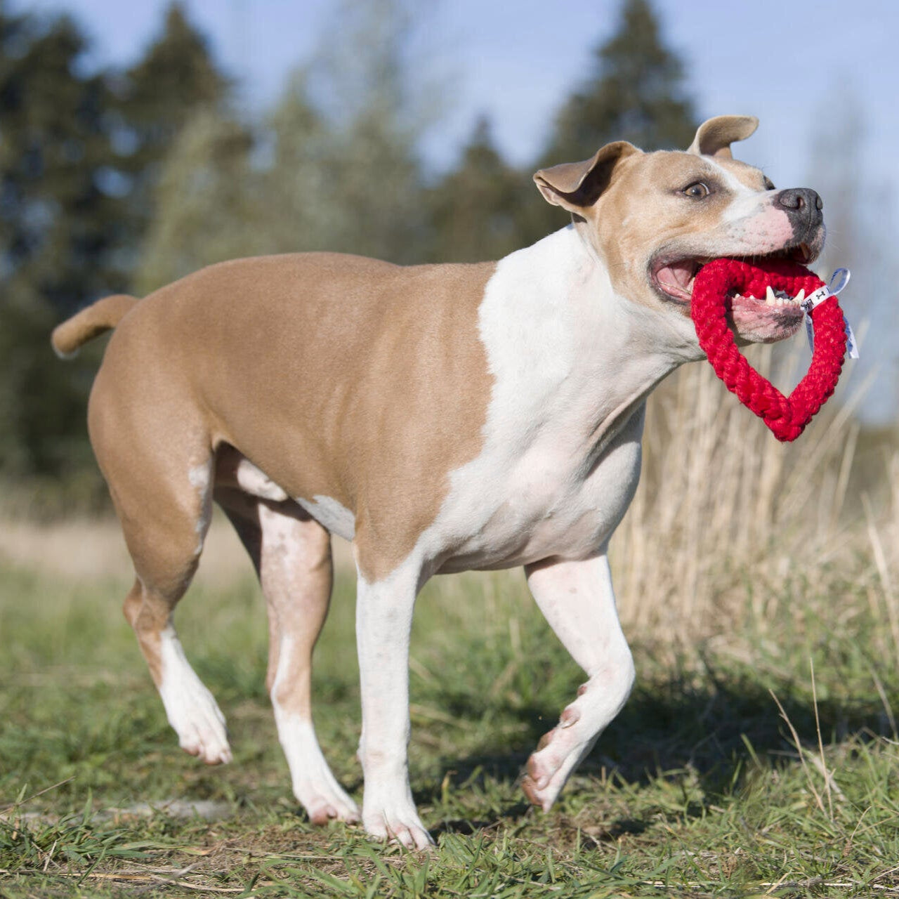Hertha le Coeur – Jouet en corde pour chien - Laboni