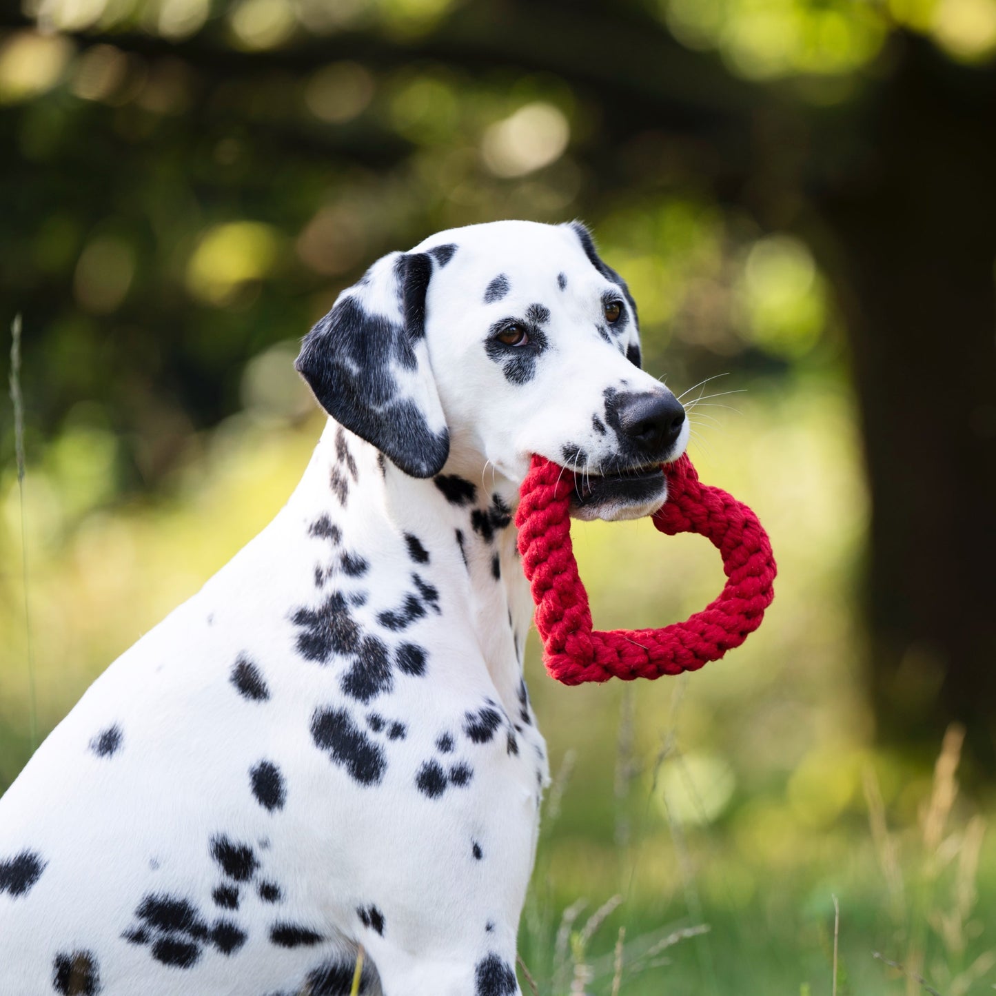 Hertha le Coeur – Jouet en corde pour chien - Laboni