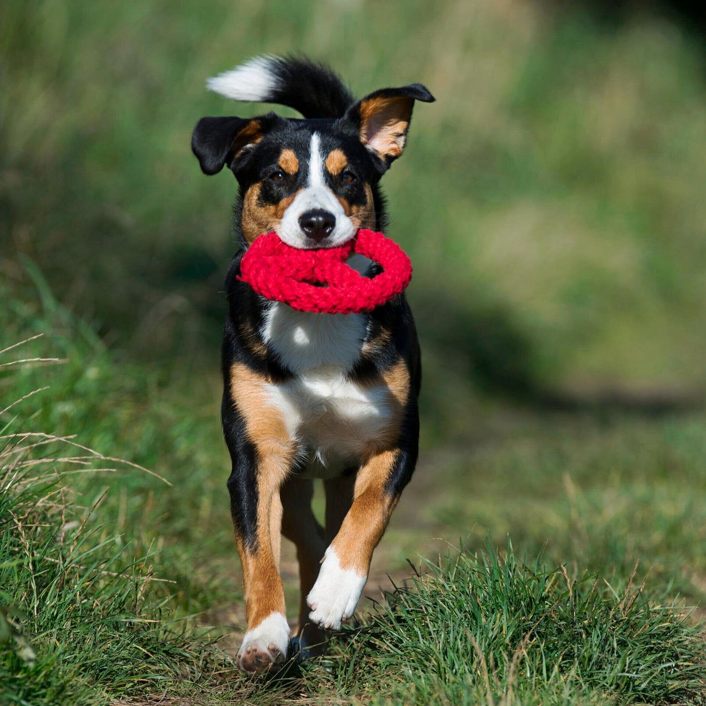 Paulchen Peace – Jouet en corde pour chien - Laboni