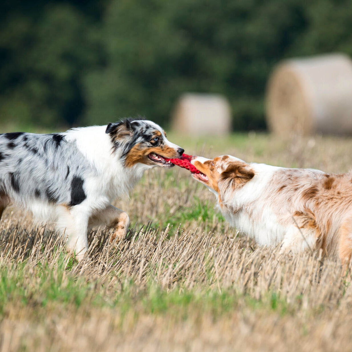 Paulchen Peace – Jouet en corde pour chien - Laboni
