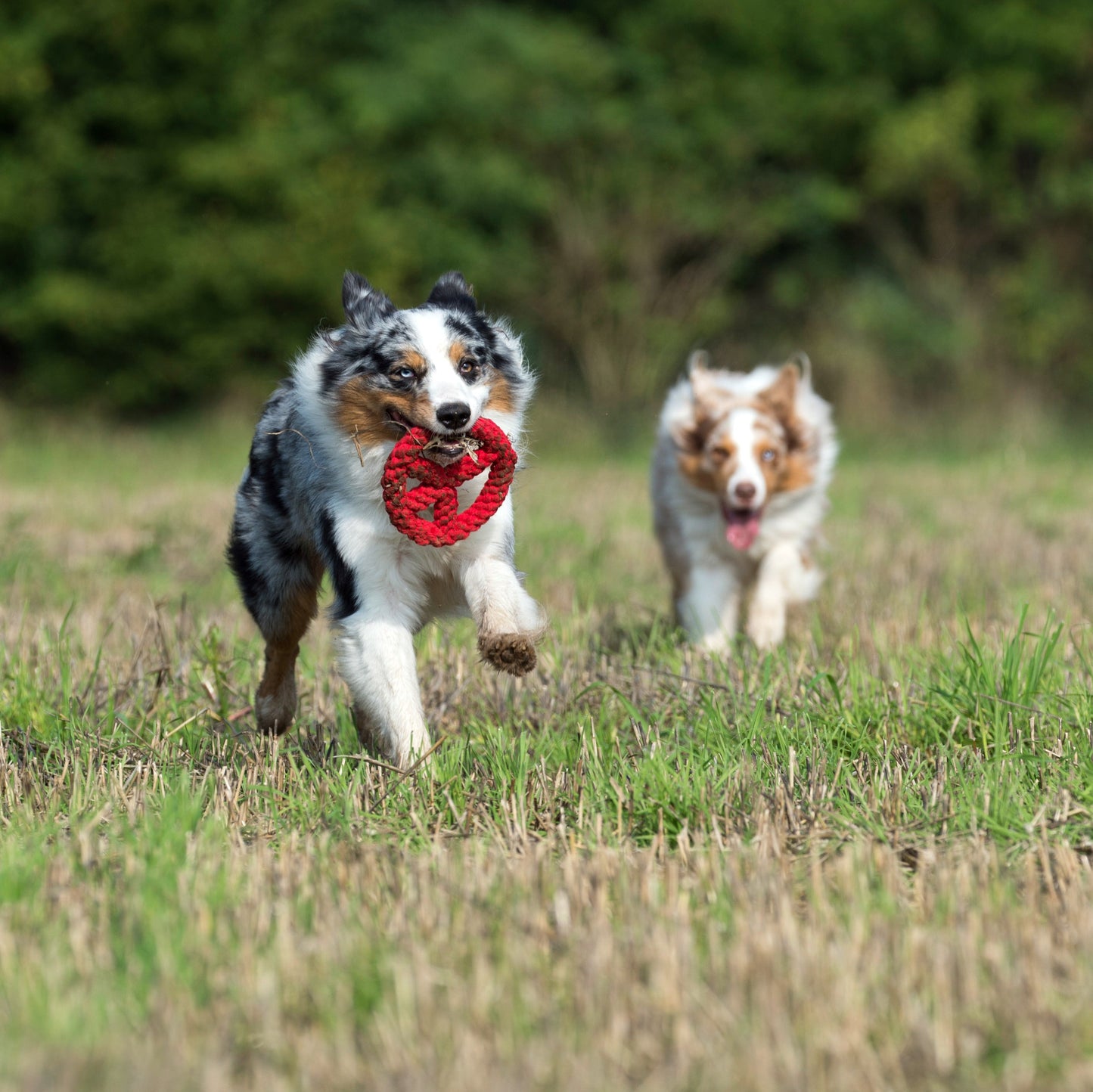 Paulchen Peace – Jouet en corde pour chien - Laboni