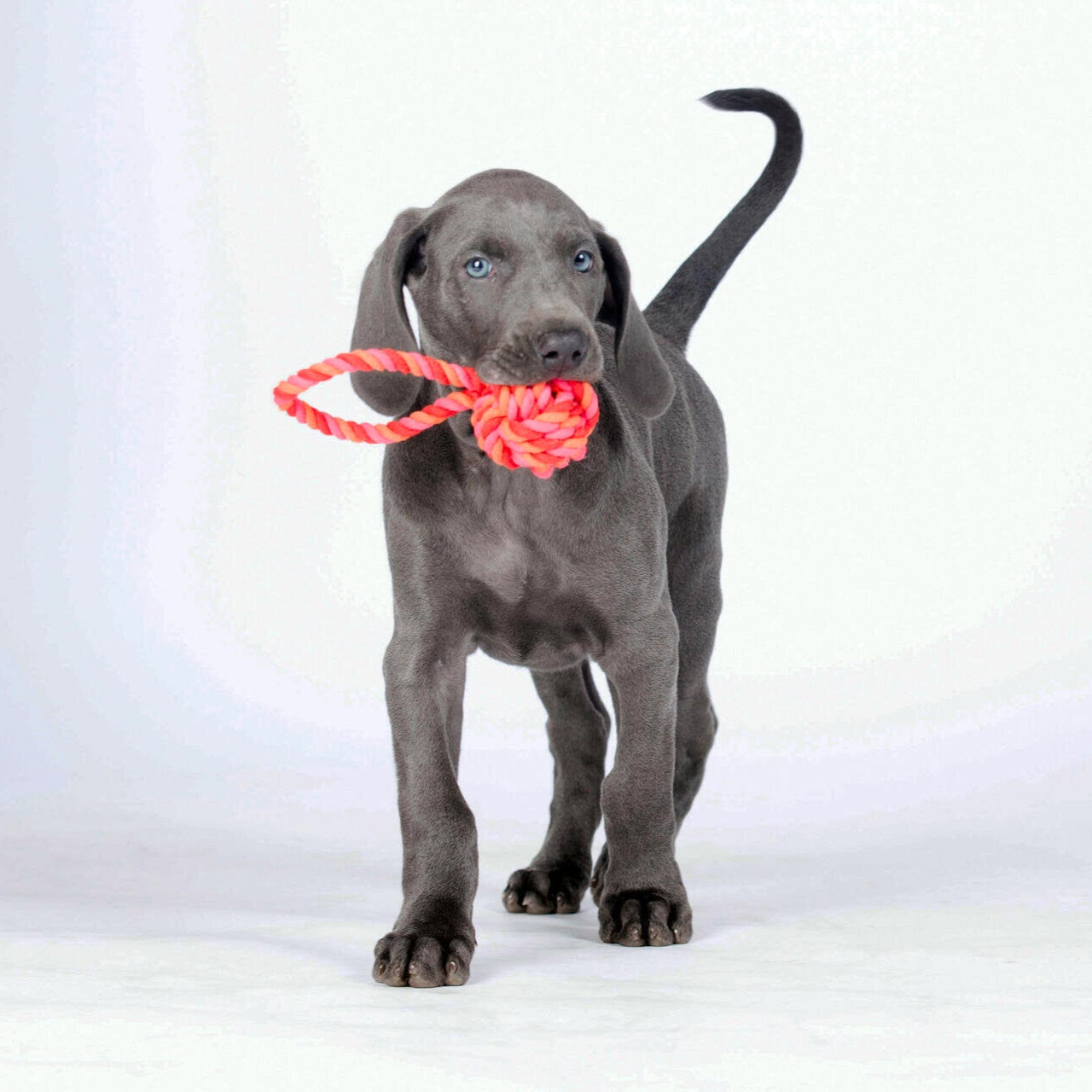 Balle à lancer – Jouet en corde pour chien - Laboni