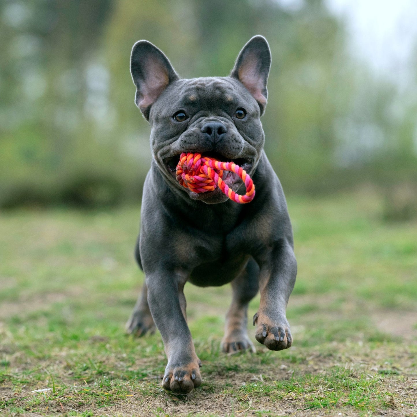 Balle à lancer – Jouet en corde pour chien - Laboni