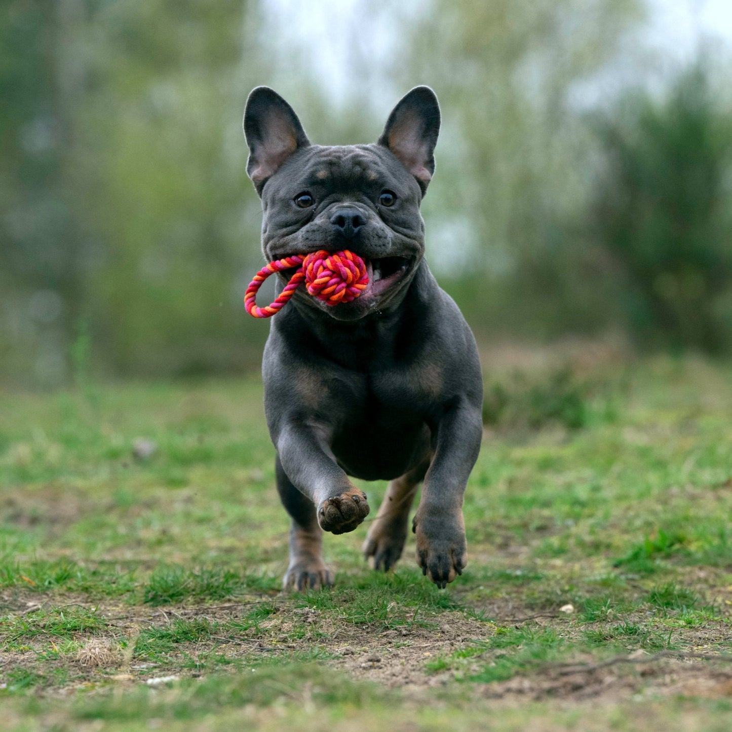 Balle à lancer – Jouet en corde pour chien - Laboni