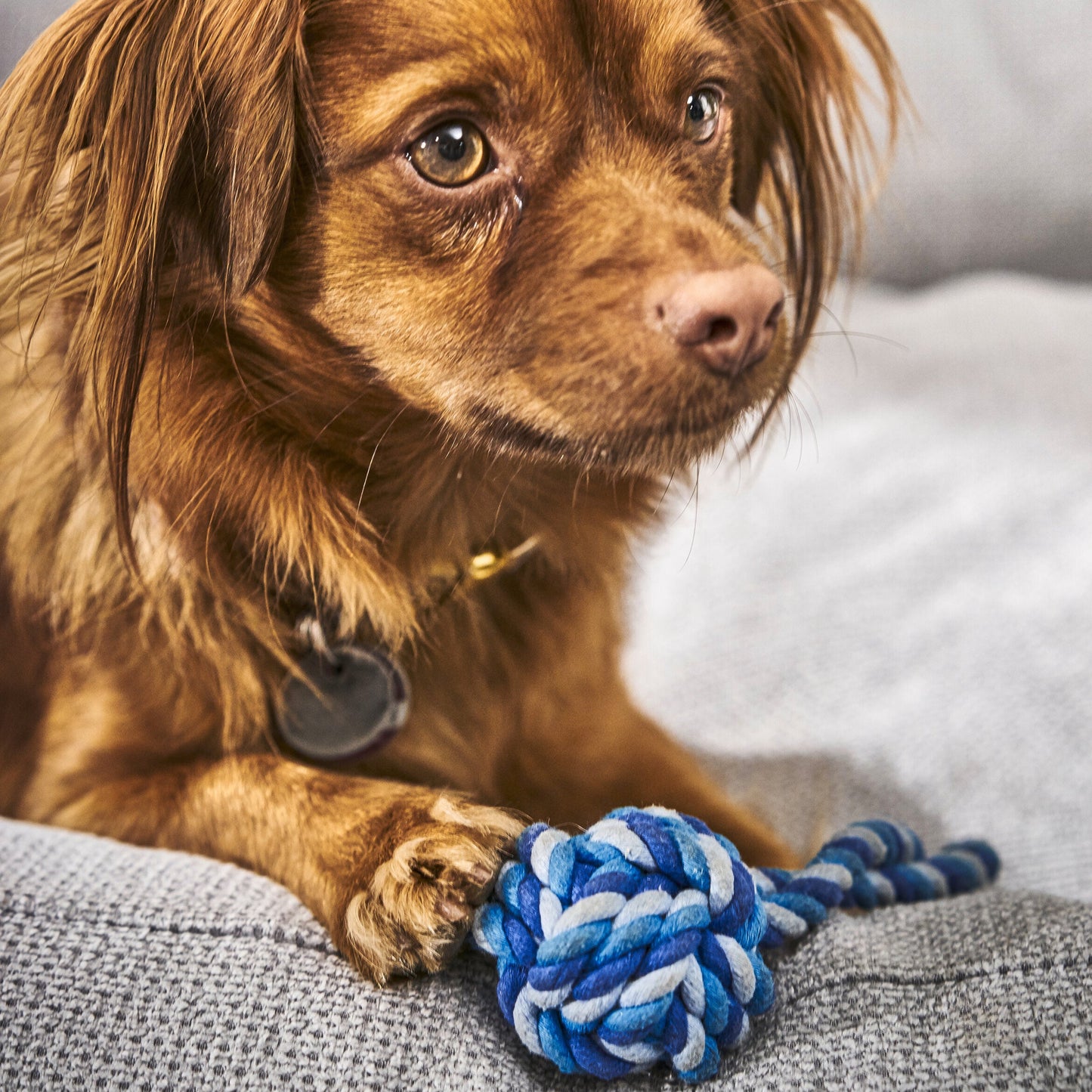 Balle à lancer – Jouet en corde pour chien - Laboni