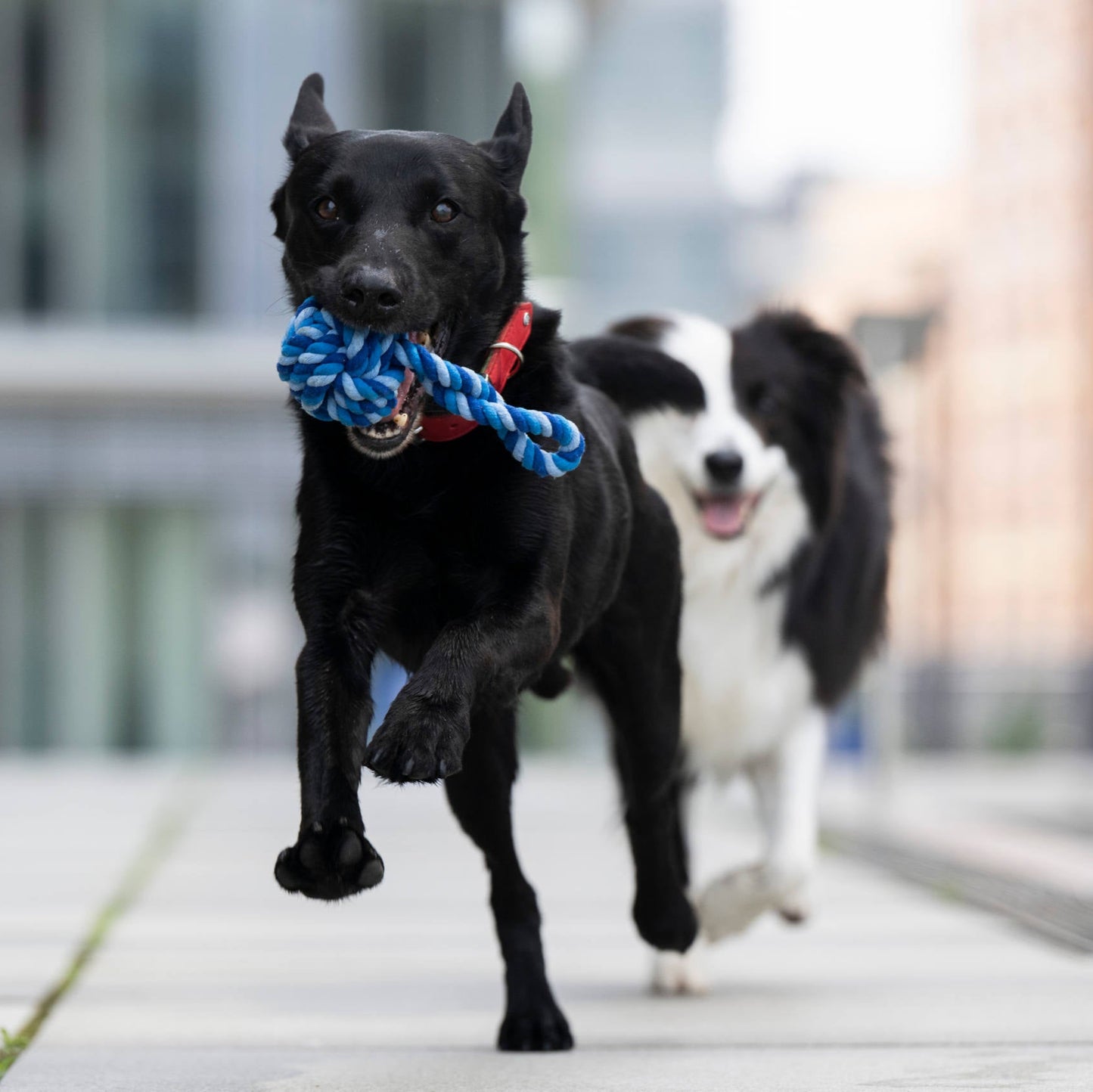Balle à lancer – Jouet en corde pour chien - Laboni