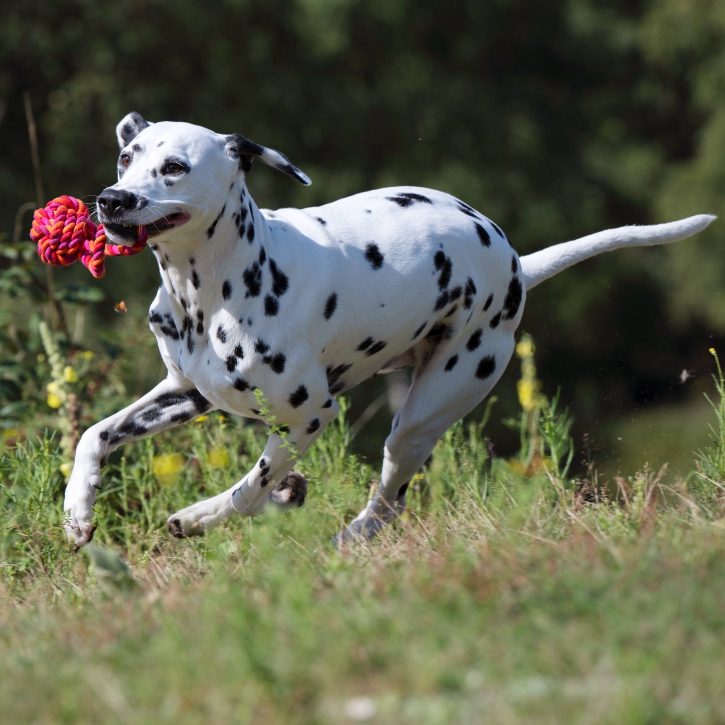 Balle à lancer – Jouet en corde pour chien - Laboni
