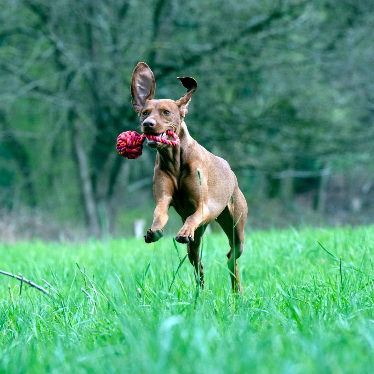 Balle à lancer – Jouet en corde pour chien - Laboni