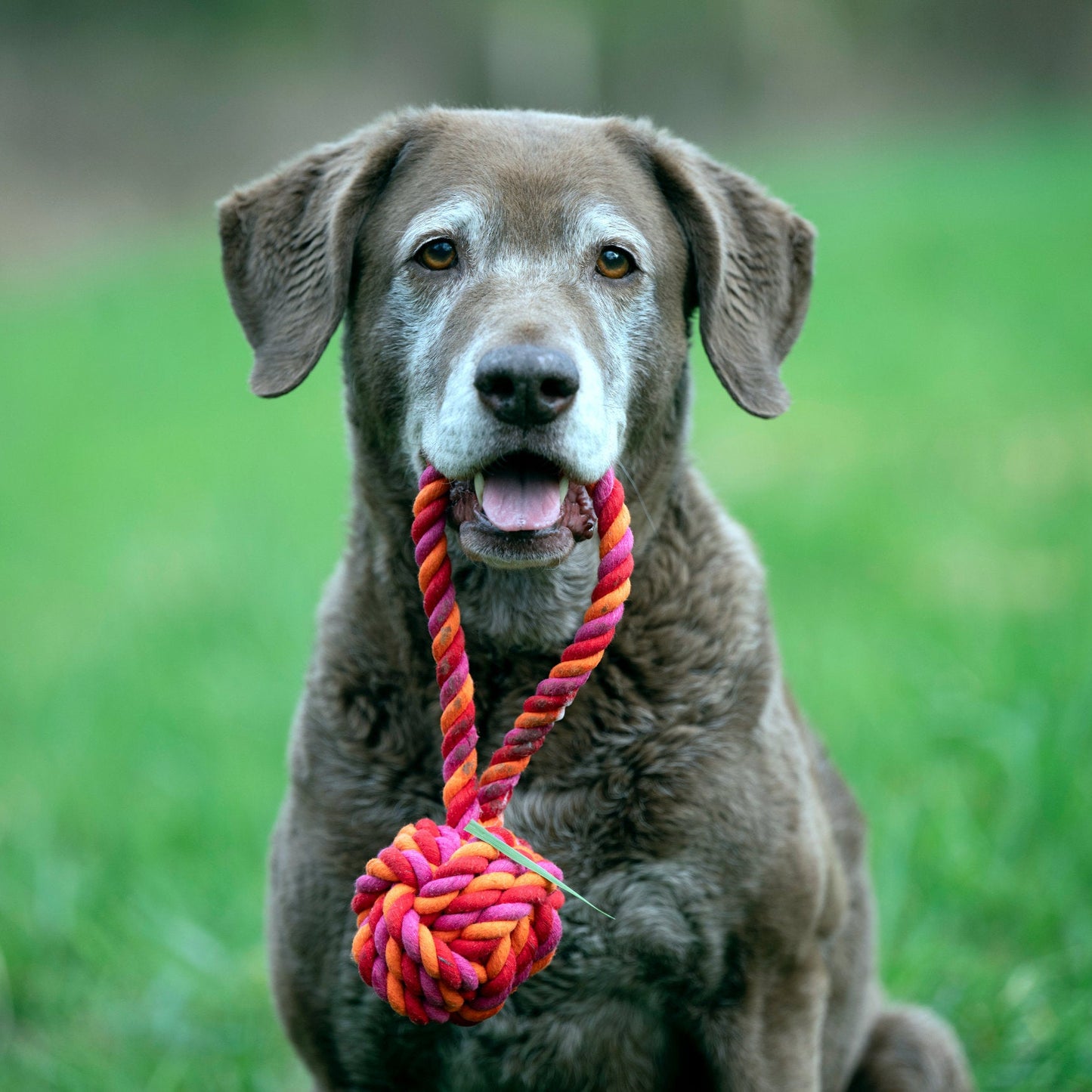 Balle à lancer – Jouet en corde pour chien - Laboni
