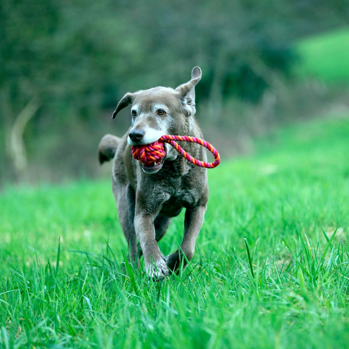 Balle à lancer – Jouet en corde pour chien - Laboni