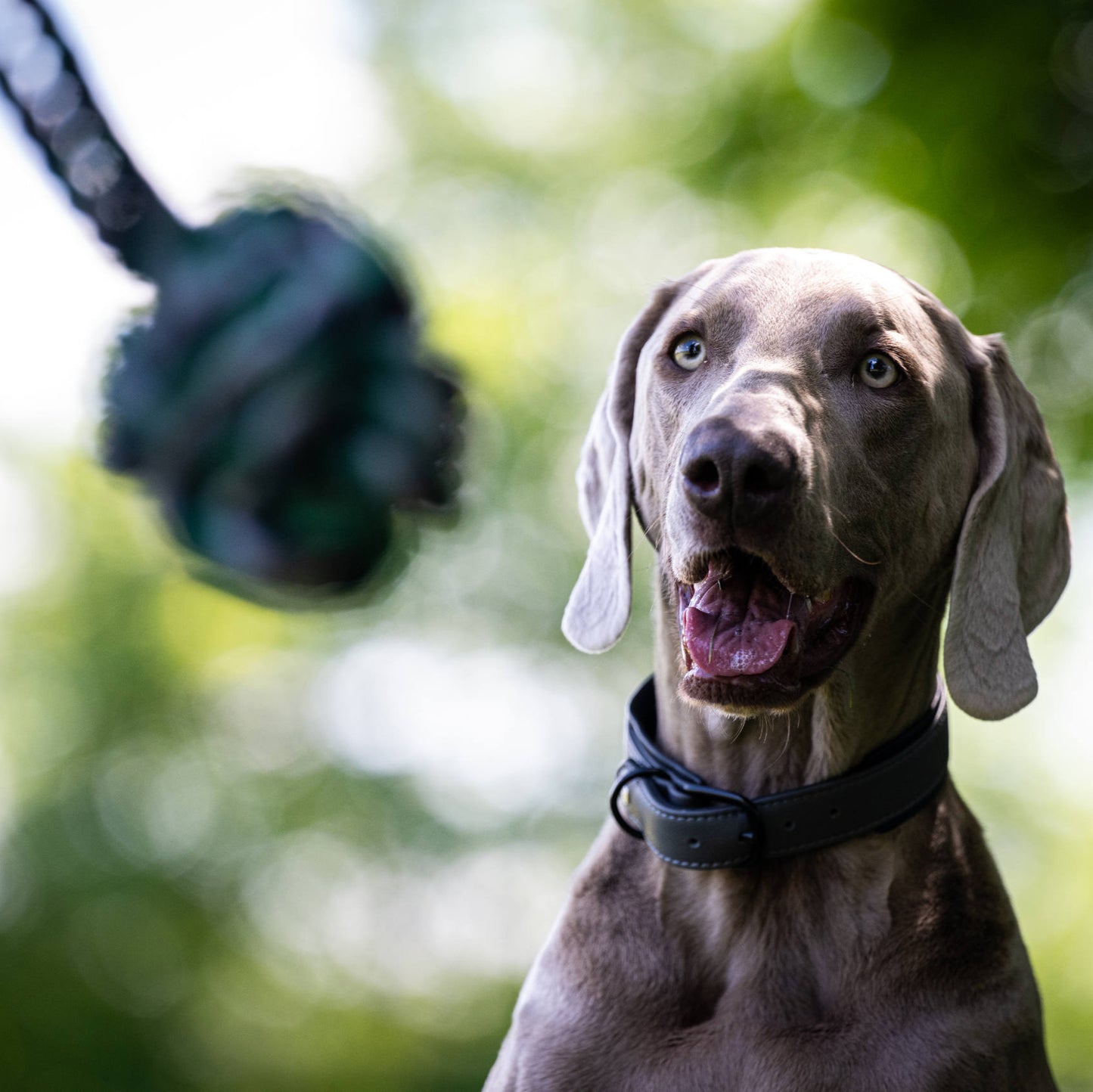 Balle à lancer – Jouet en corde pour chien - Laboni