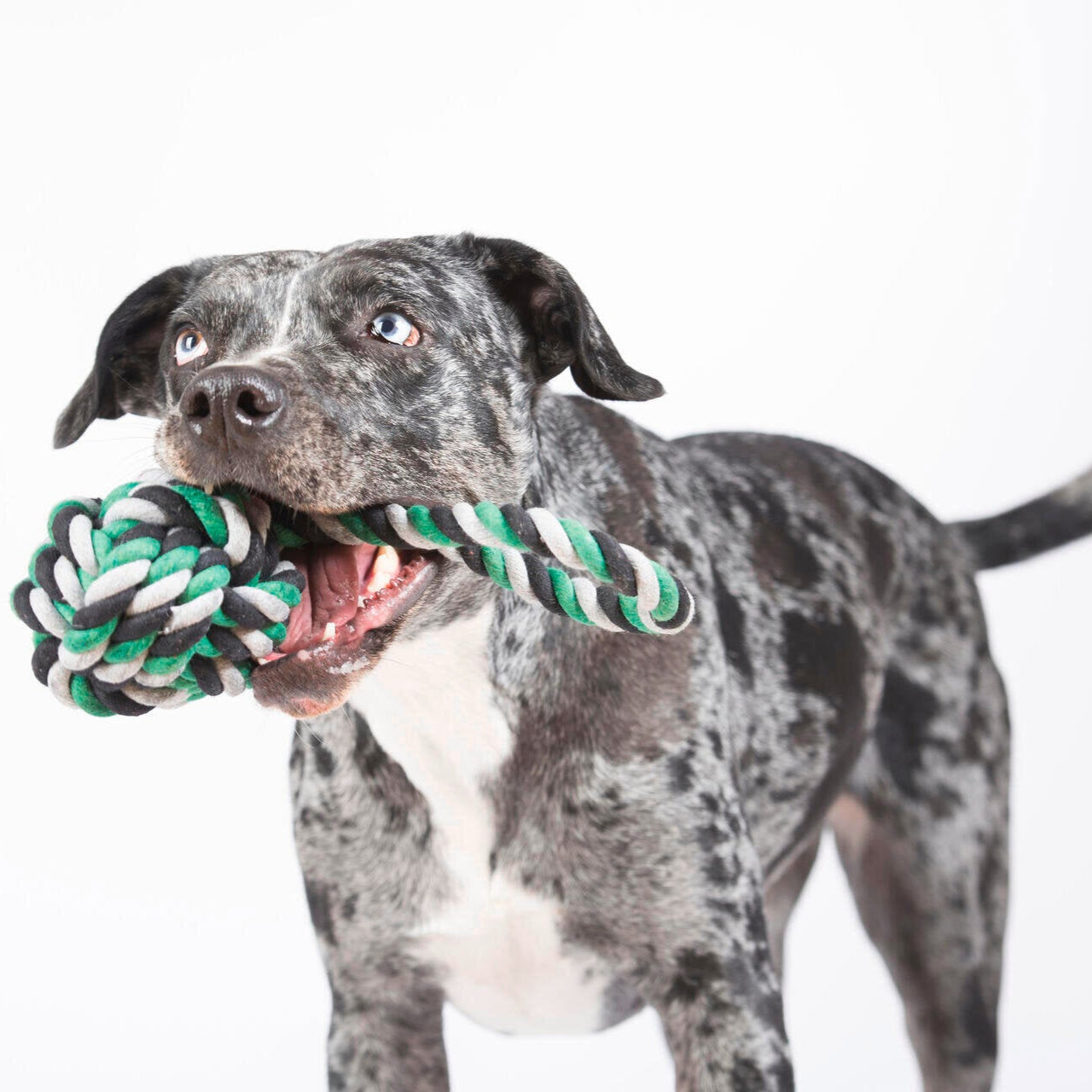 Balle à lancer – Jouet en corde pour chien - Laboni