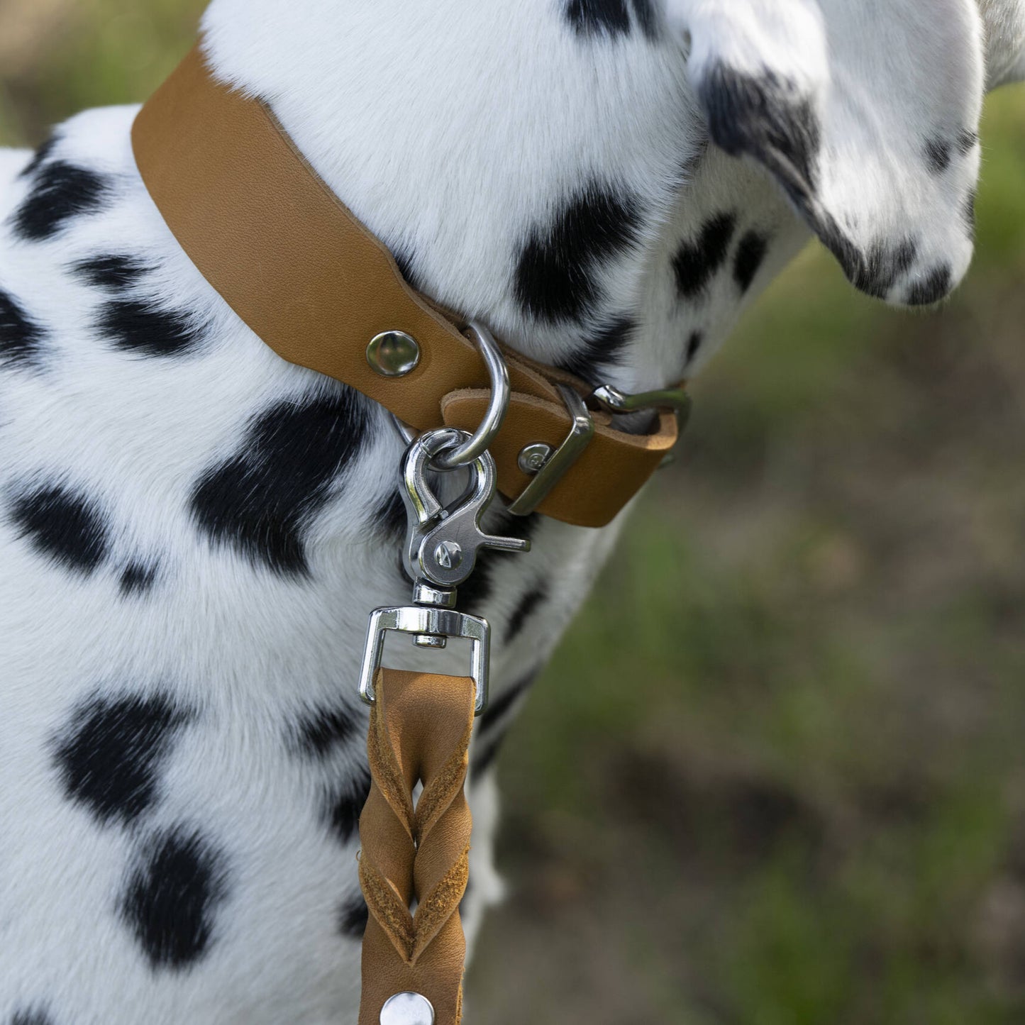 Collier pour chien en cuir GIRO - Honey - Laboni