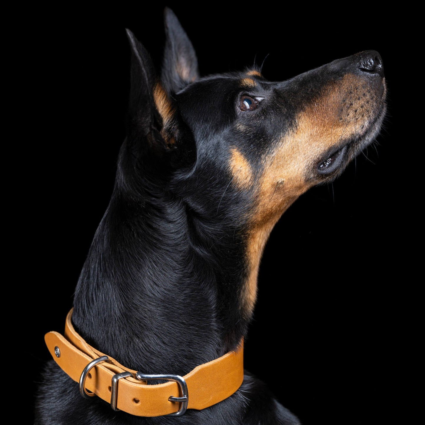 Collier pour chien en cuir GIRO - Honey - Laboni