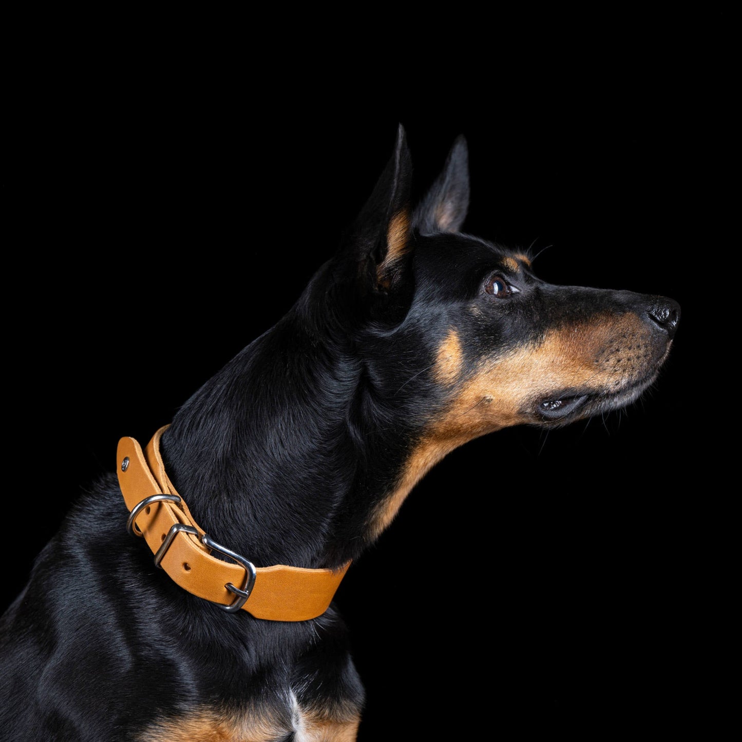 Collier pour chien en cuir GIRO - Honey - Laboni