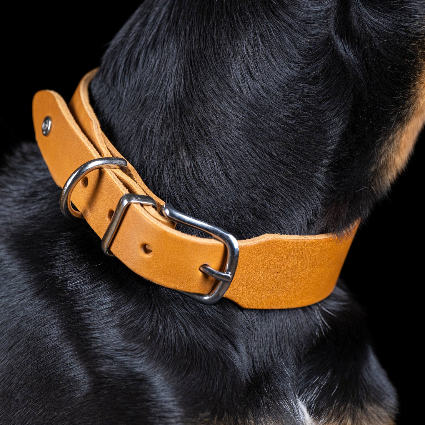 Collier pour chien en cuir GIRO - Honey - Laboni