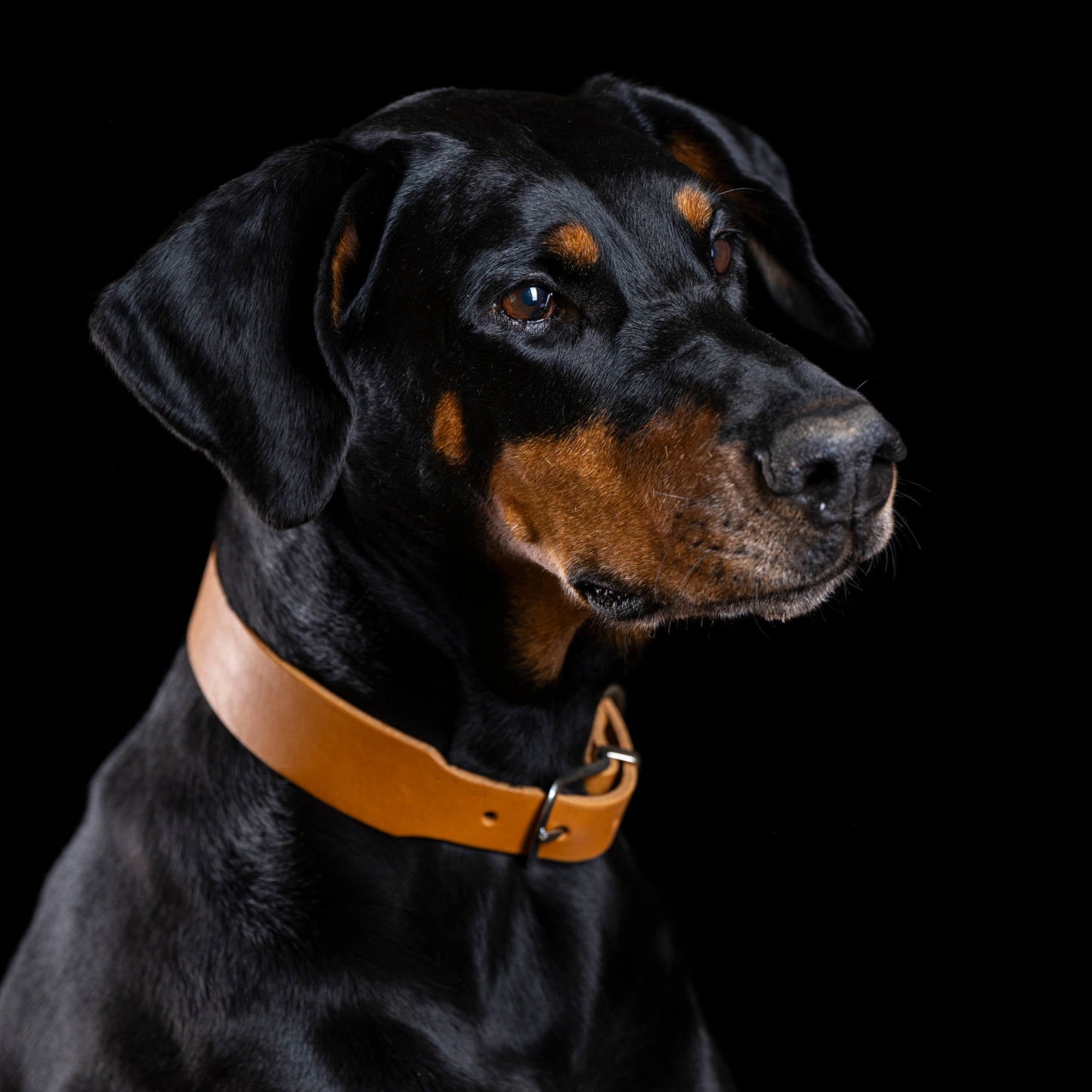 Collier pour chien en cuir GIRO - Honey - Laboni