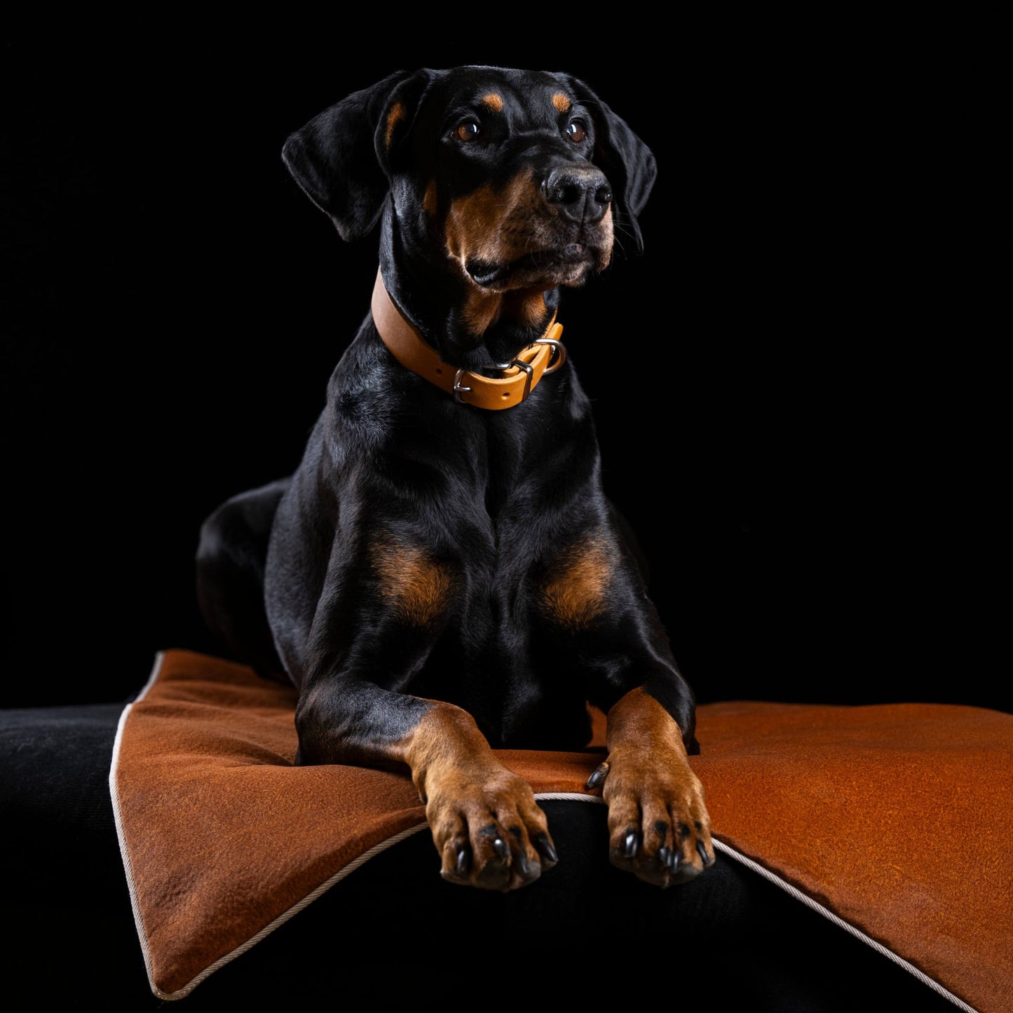 Collier pour chien en cuir GIRO - Honey - Laboni
