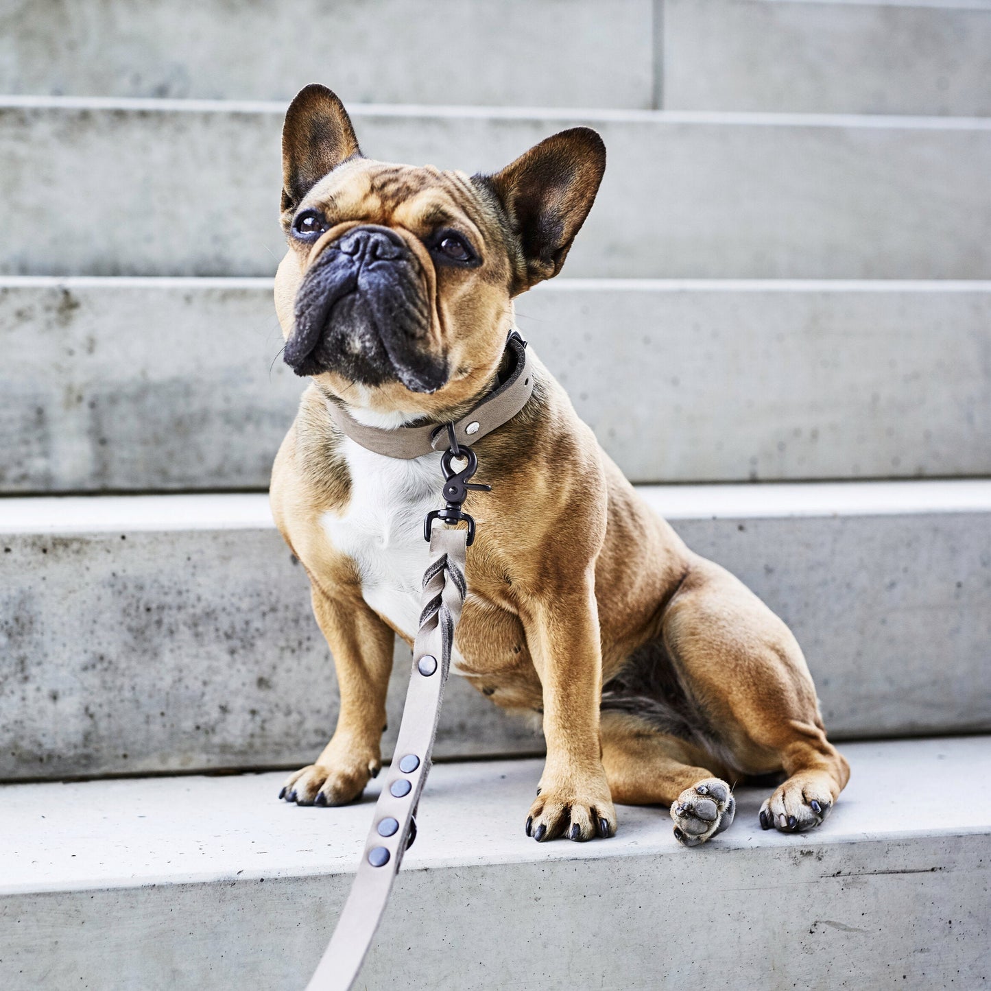 Collier pour chien en cuir GIRO - Gris - Laboni