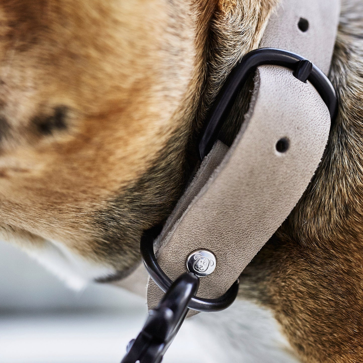 Collier pour chien en cuir GIRO - Gris - Laboni