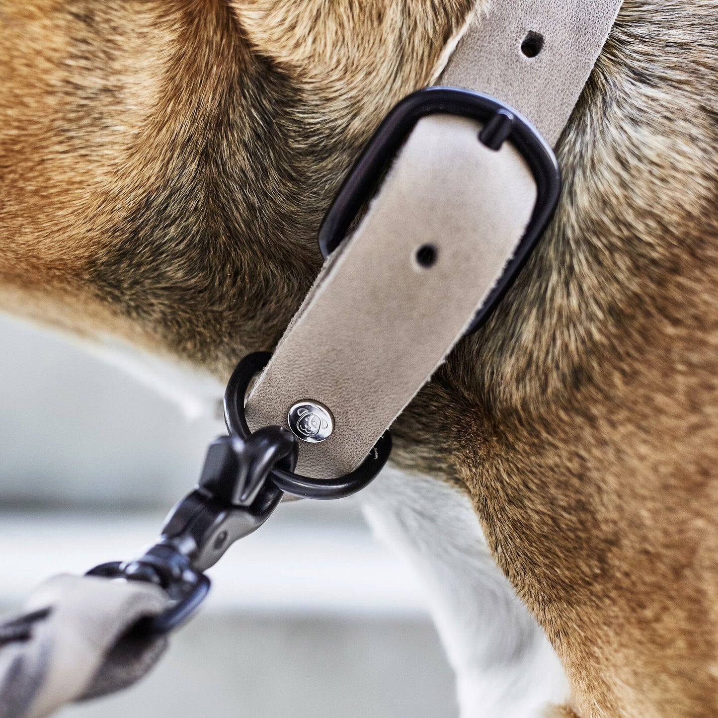 Collier pour chien en cuir GIRO - Gris - Laboni