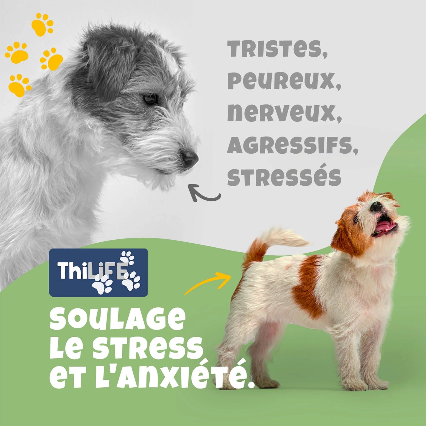 Huile de Chanvre saveur Poulet– Santé et Équilibre pour chiens et chats (30 ml) - THILIFE