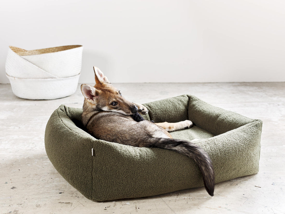 Le sommeil du chien : comment bien choisir son panier ou son lit ?