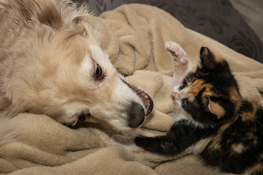 5 astuces pour réduire le stress de votre chien ou chat au quotidien