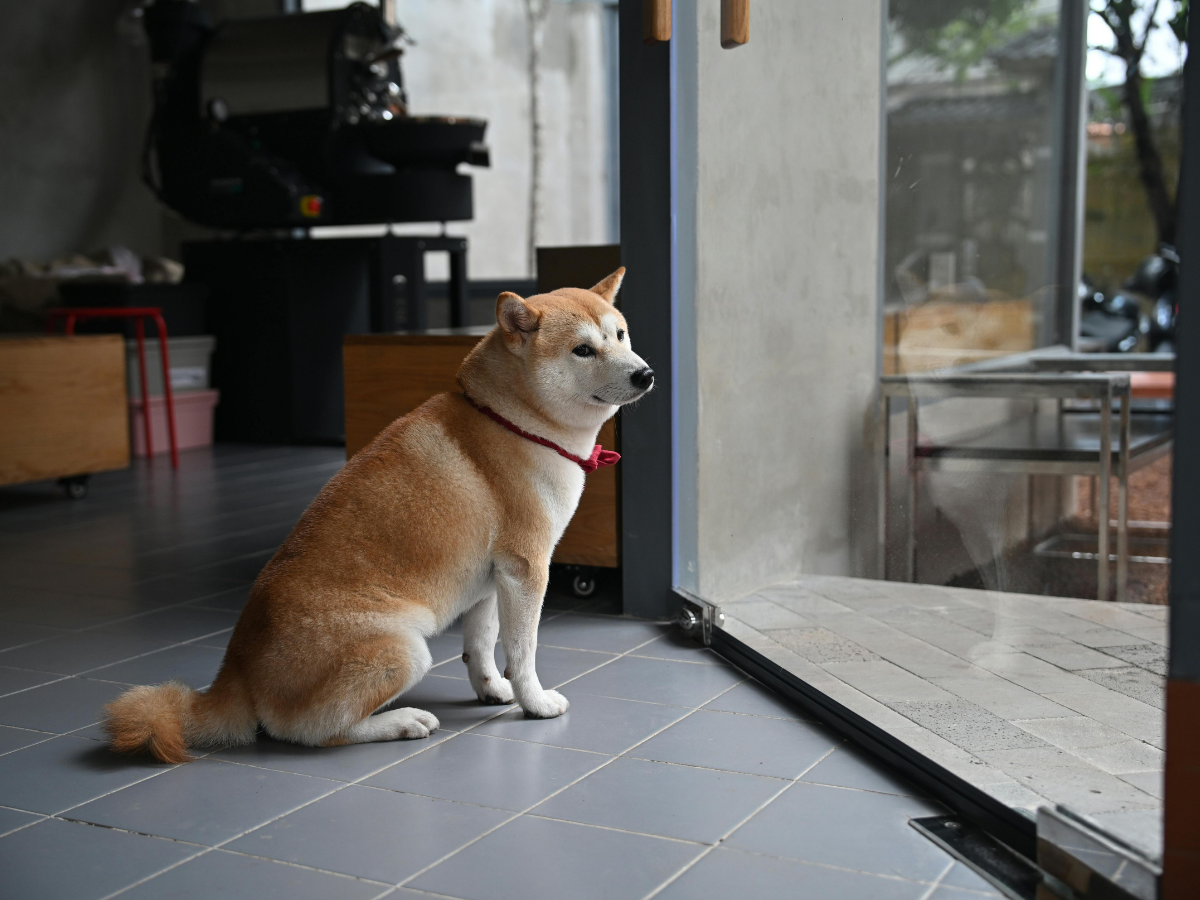 Les signes que votre animal manque de stimulation mentale (et comment y remédier)