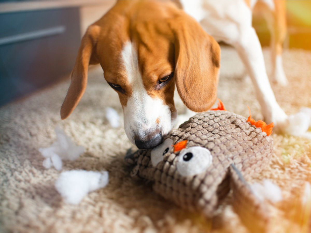 Mon chien détruit ses jouets – comprendre et agir pour une meilleure relation de jeu