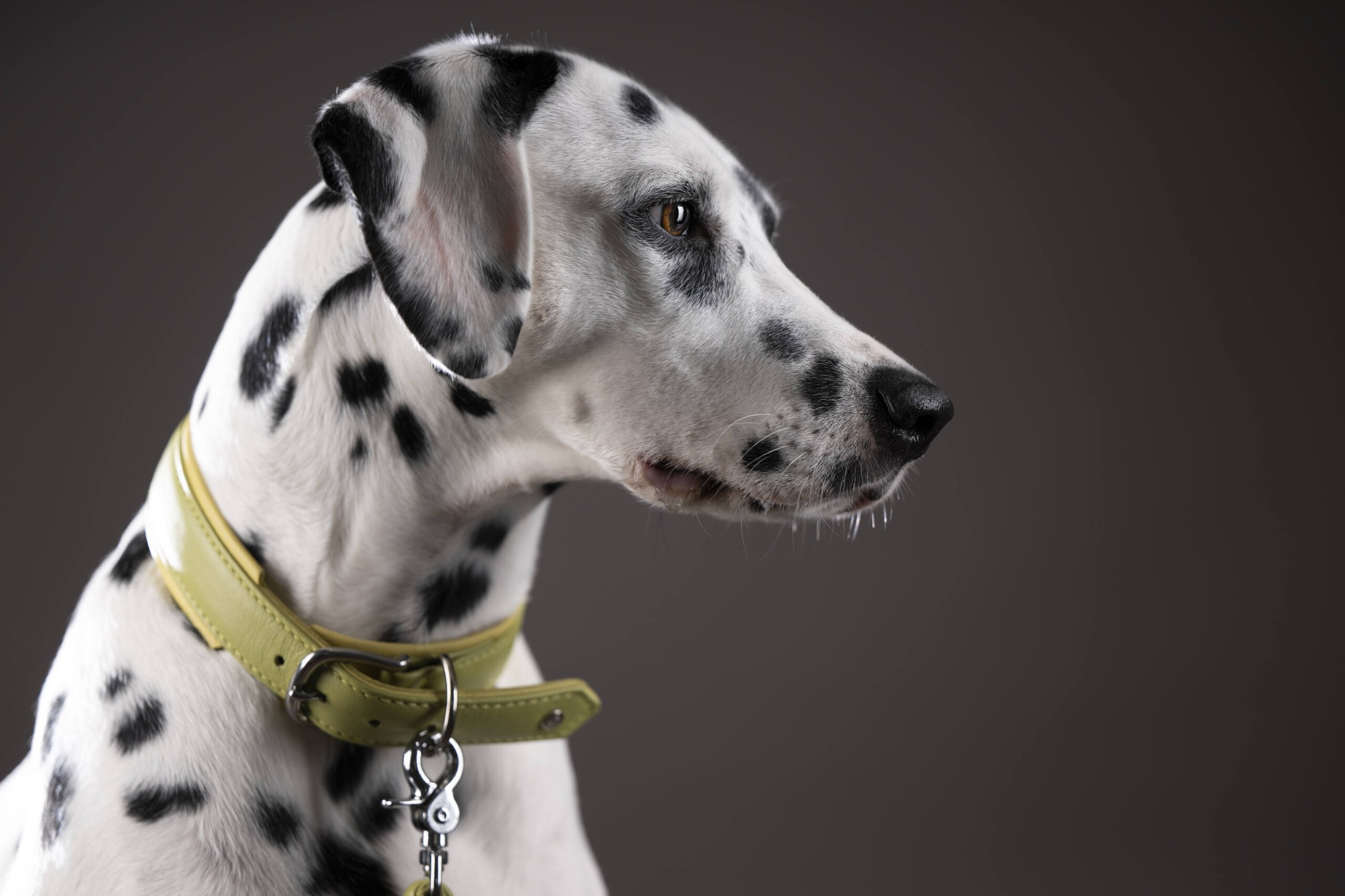 image d'un dalmatien qui regarde vers le droite, portant un collier Laboni vert pistache et jaune