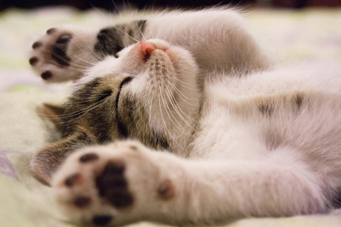 Bienvenue chez FrenchiPaws 🐶🐱 – La boutique qui fait miauler et japper de bonheur !