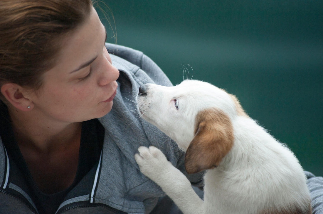 5 gestes simples pour améliorer le bien-être de votre animal au quotidien