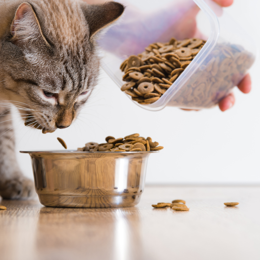 Alimentation pour chats