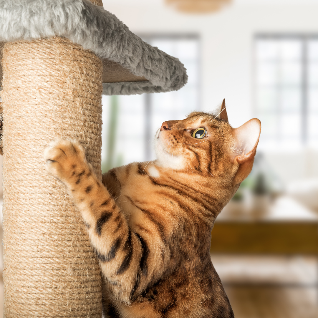 Griffoirs et Meubles pour chats