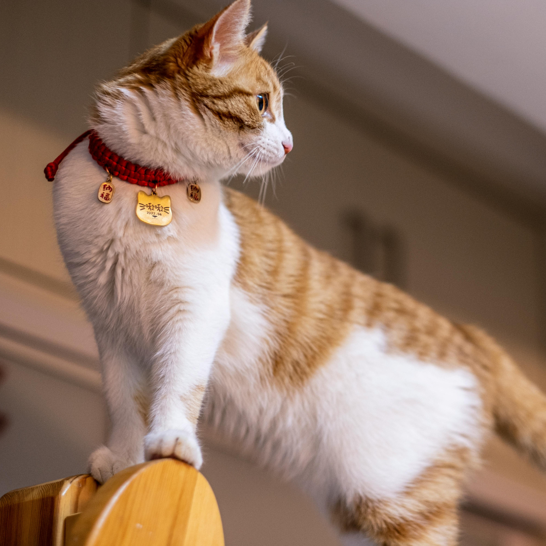 Colliers et Harnais pour chats