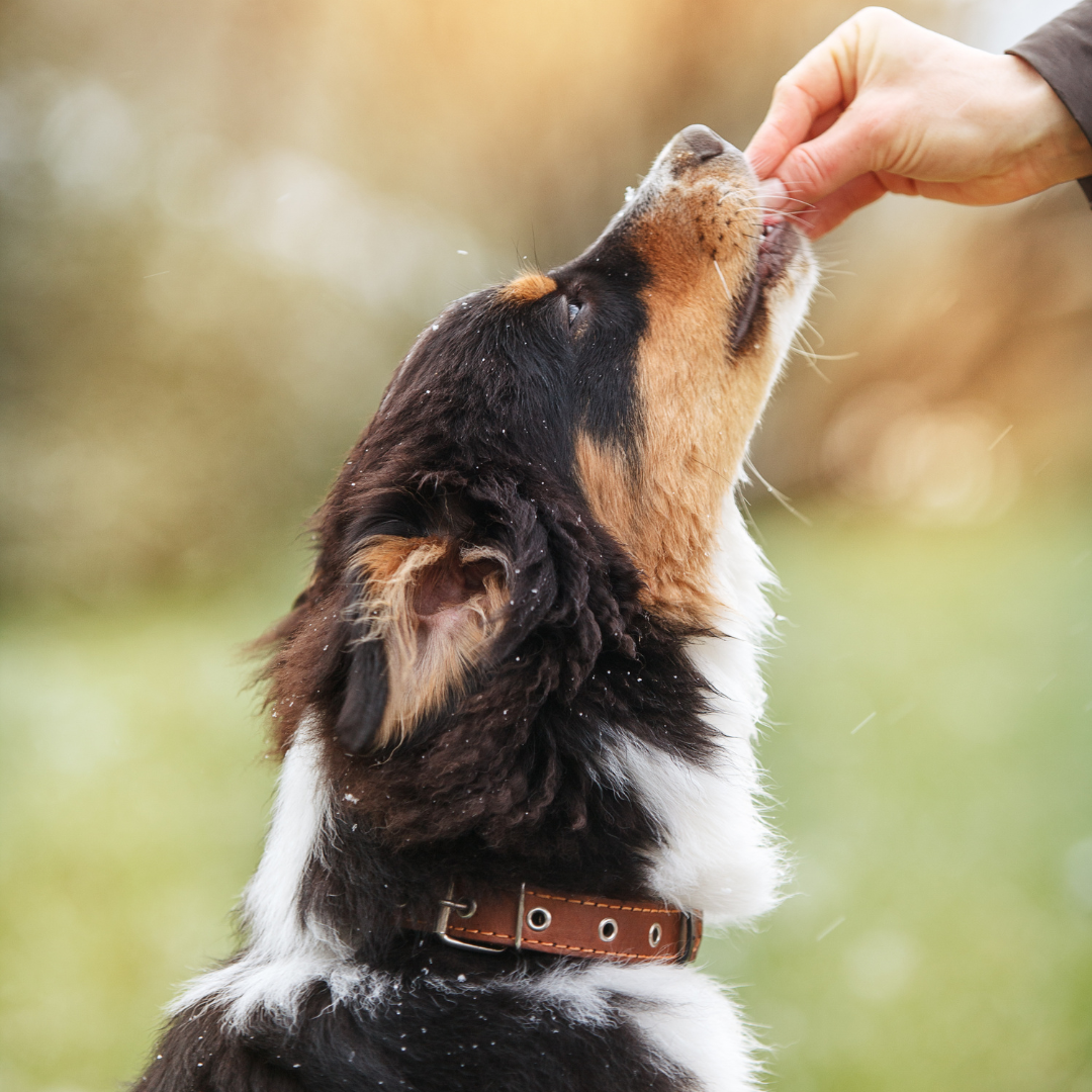 Éducation et Dressage du chien