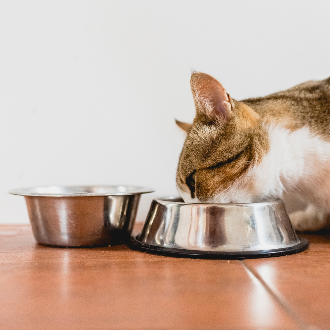 Gamelles et Abreuvoirs pour chats
