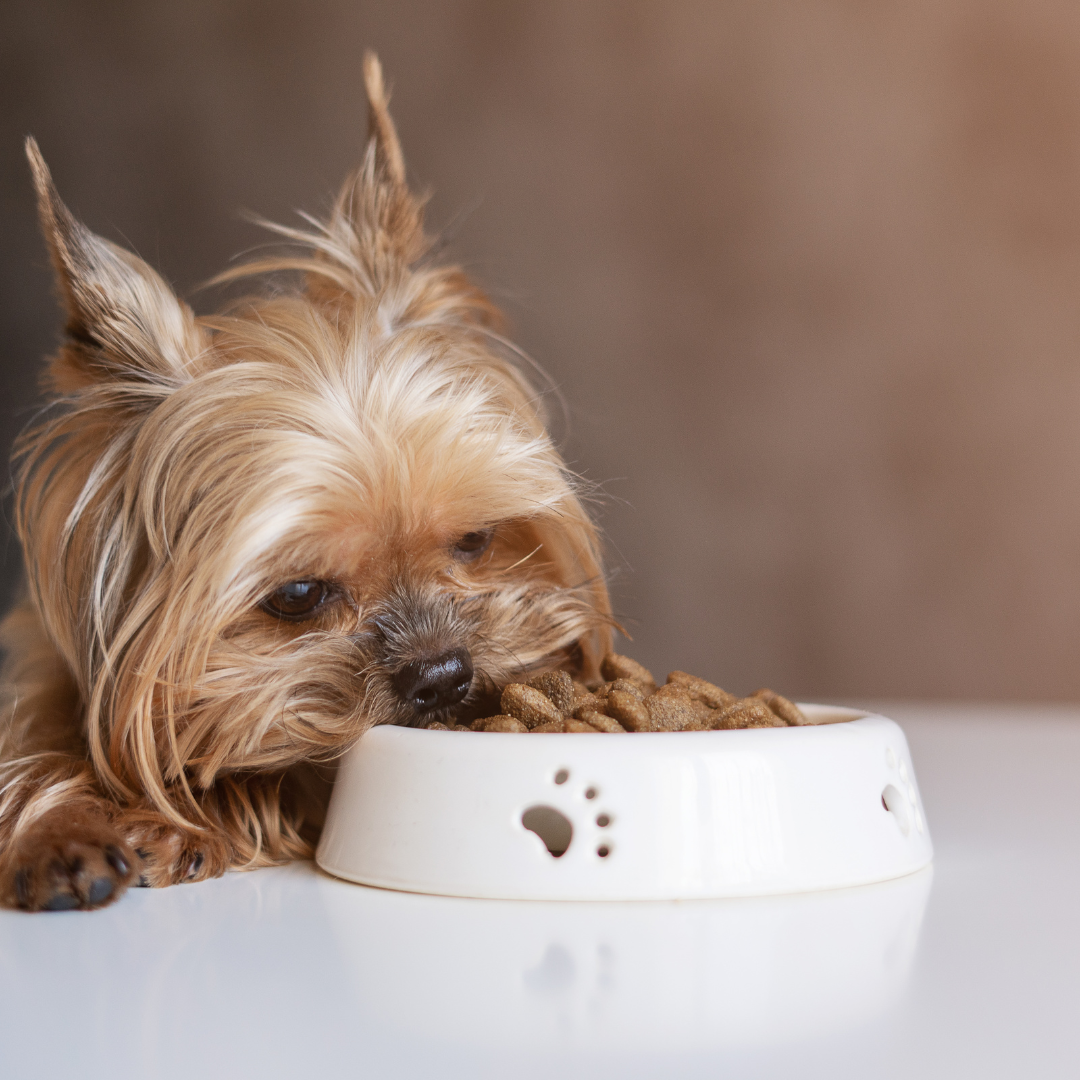 Gamelles et Abreuvoirs pour chiens