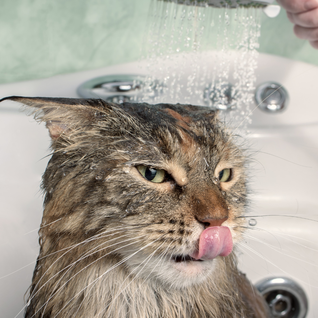 Hygiène et Bien-Être pour chats
