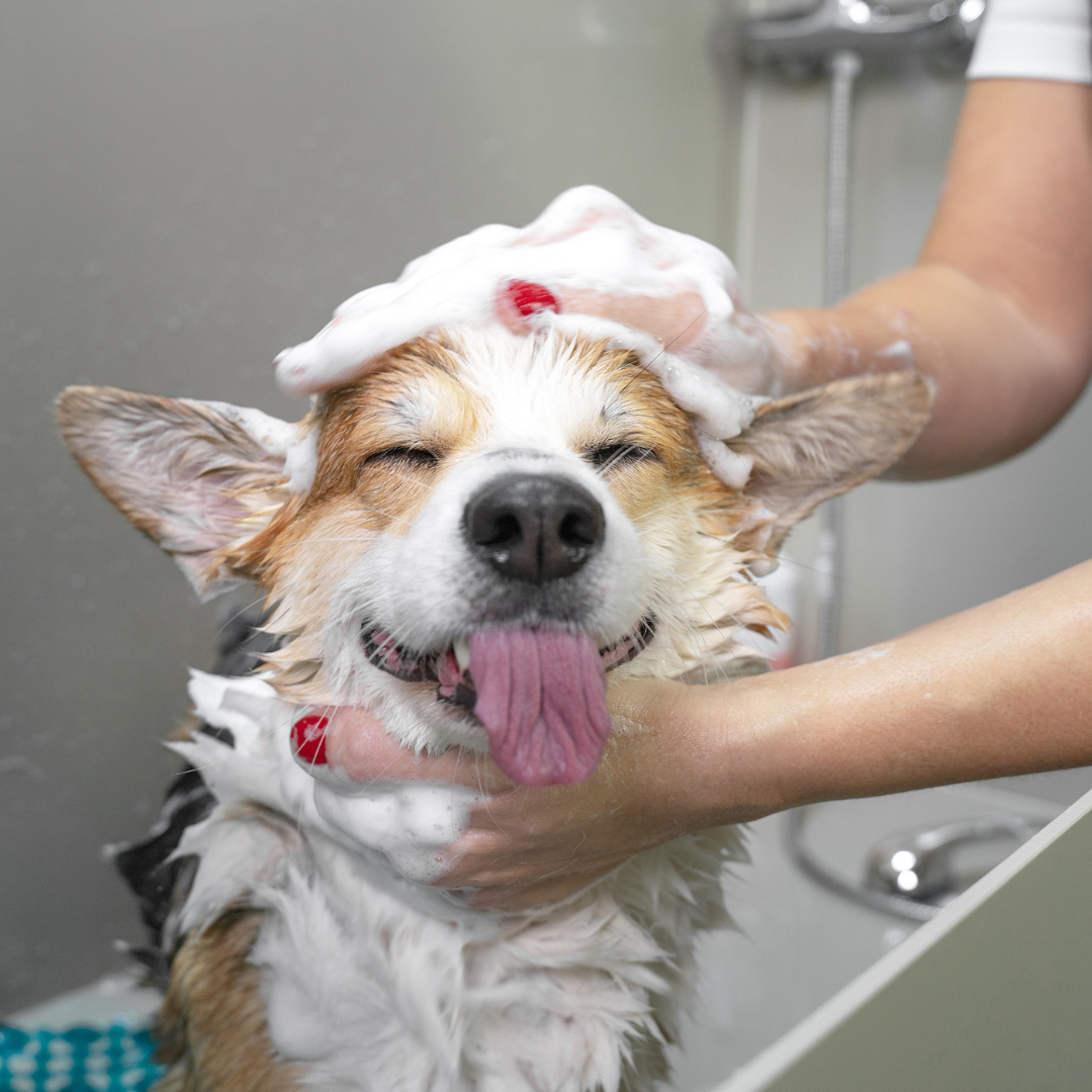 Hygiène et Bien-Être pour chiens