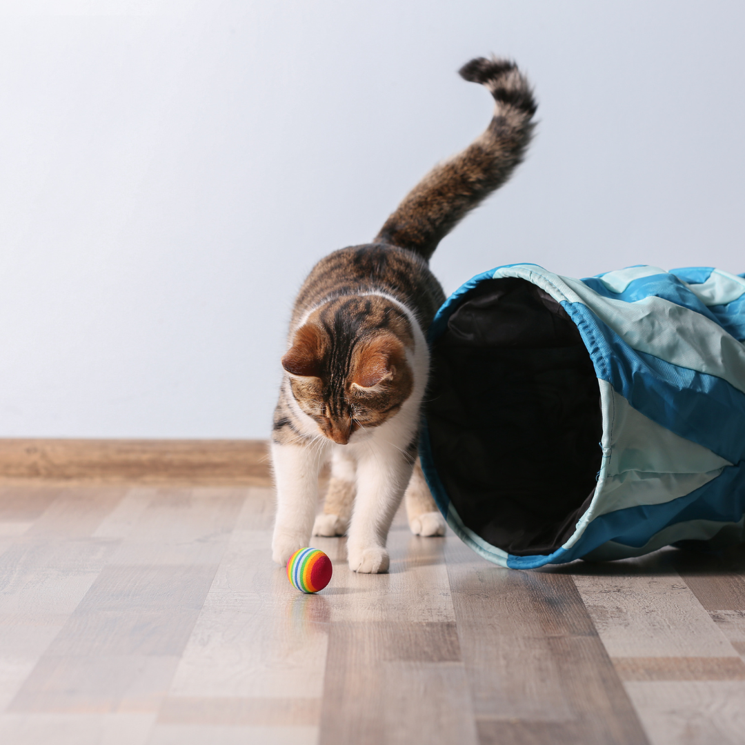 Jouets pour chats