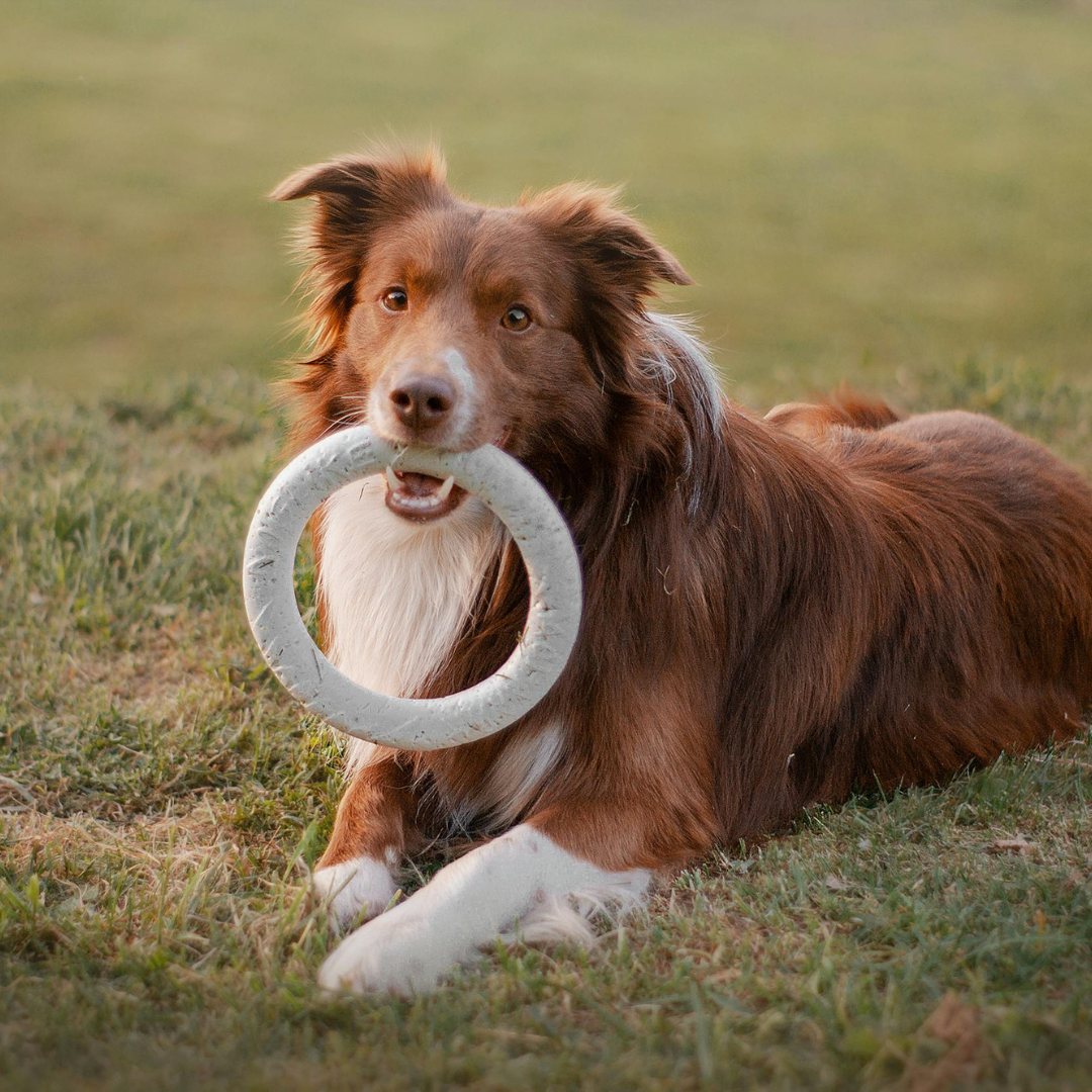 Jouets et Activités pour chiens