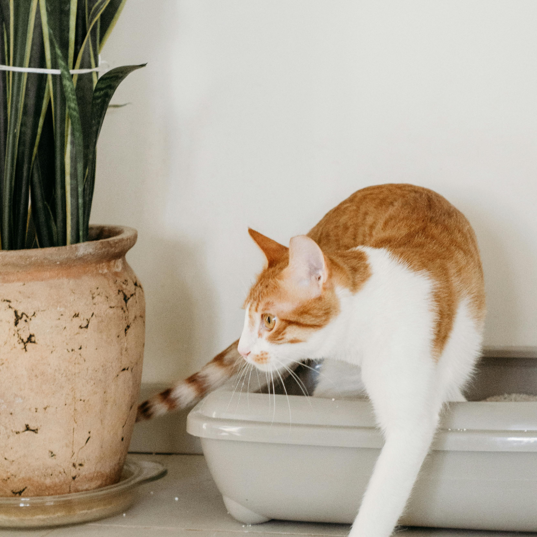 Toilettes et Litières pour chats
