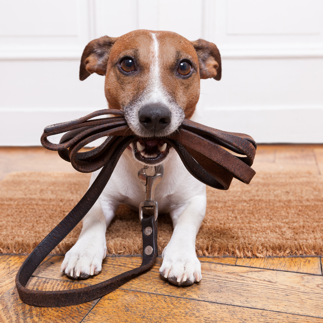 Colliers, Laisses et Promenade pour chiens
