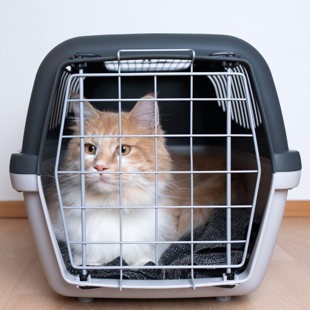 Transport et Voyage pour chats