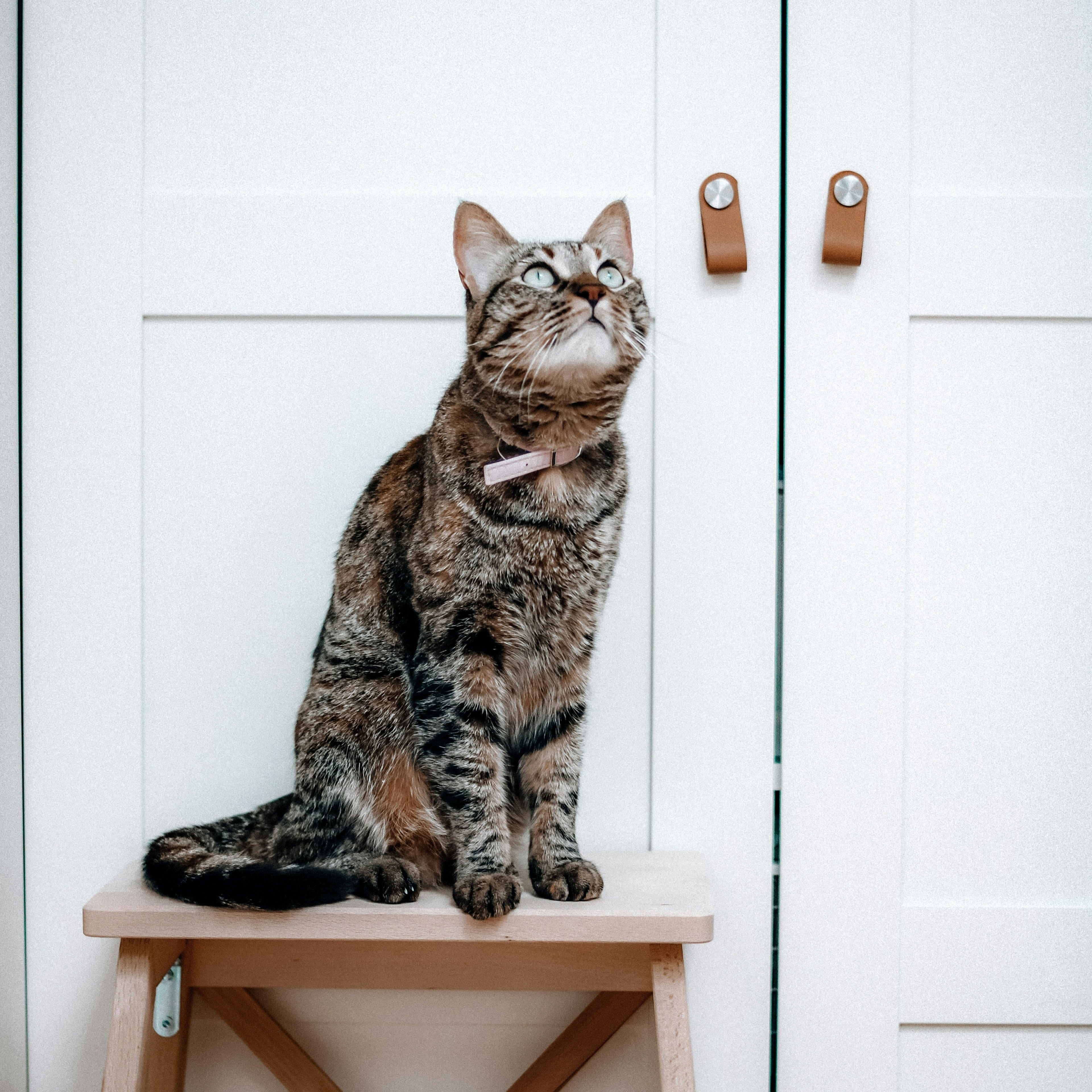 Accessoires et confort pour chats